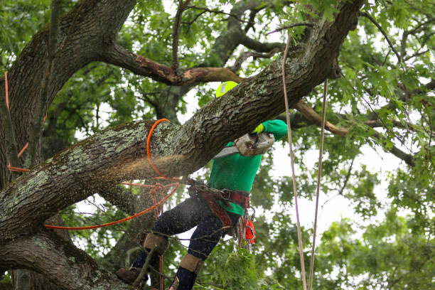 Best Utility Line Clearance  in Spring Lake Heights, NJ